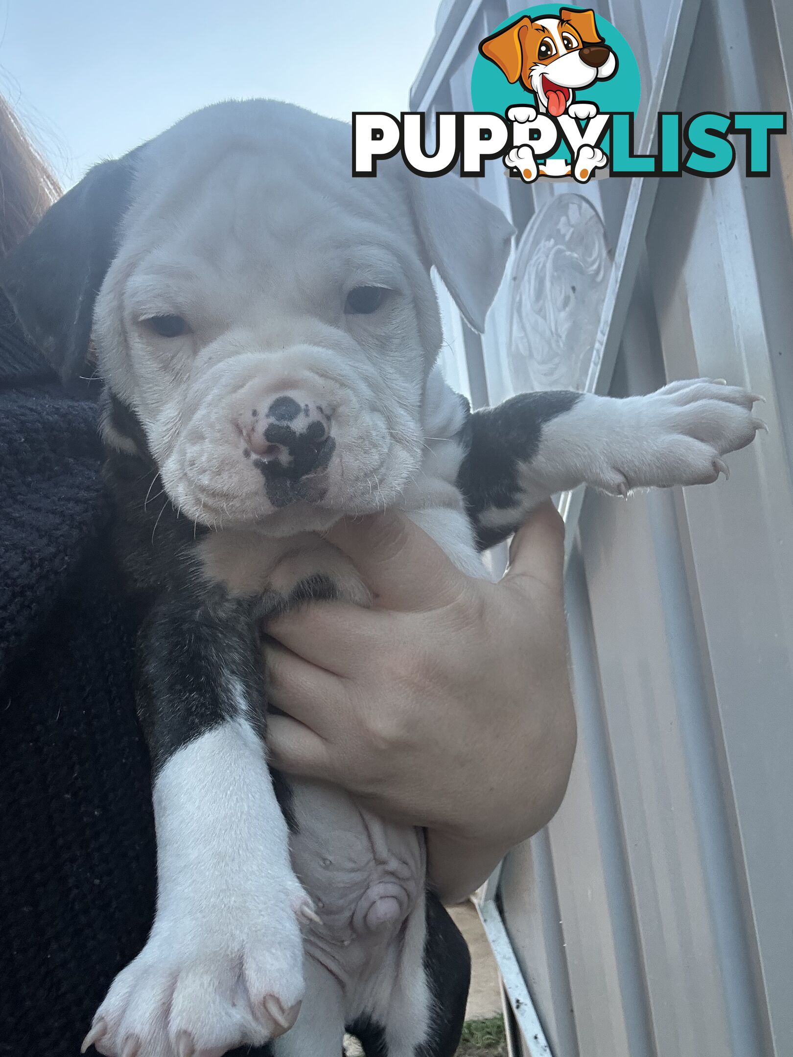 American Bulldog puppies