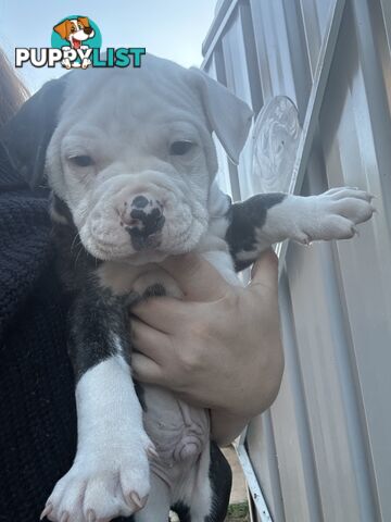 American Bulldog puppies