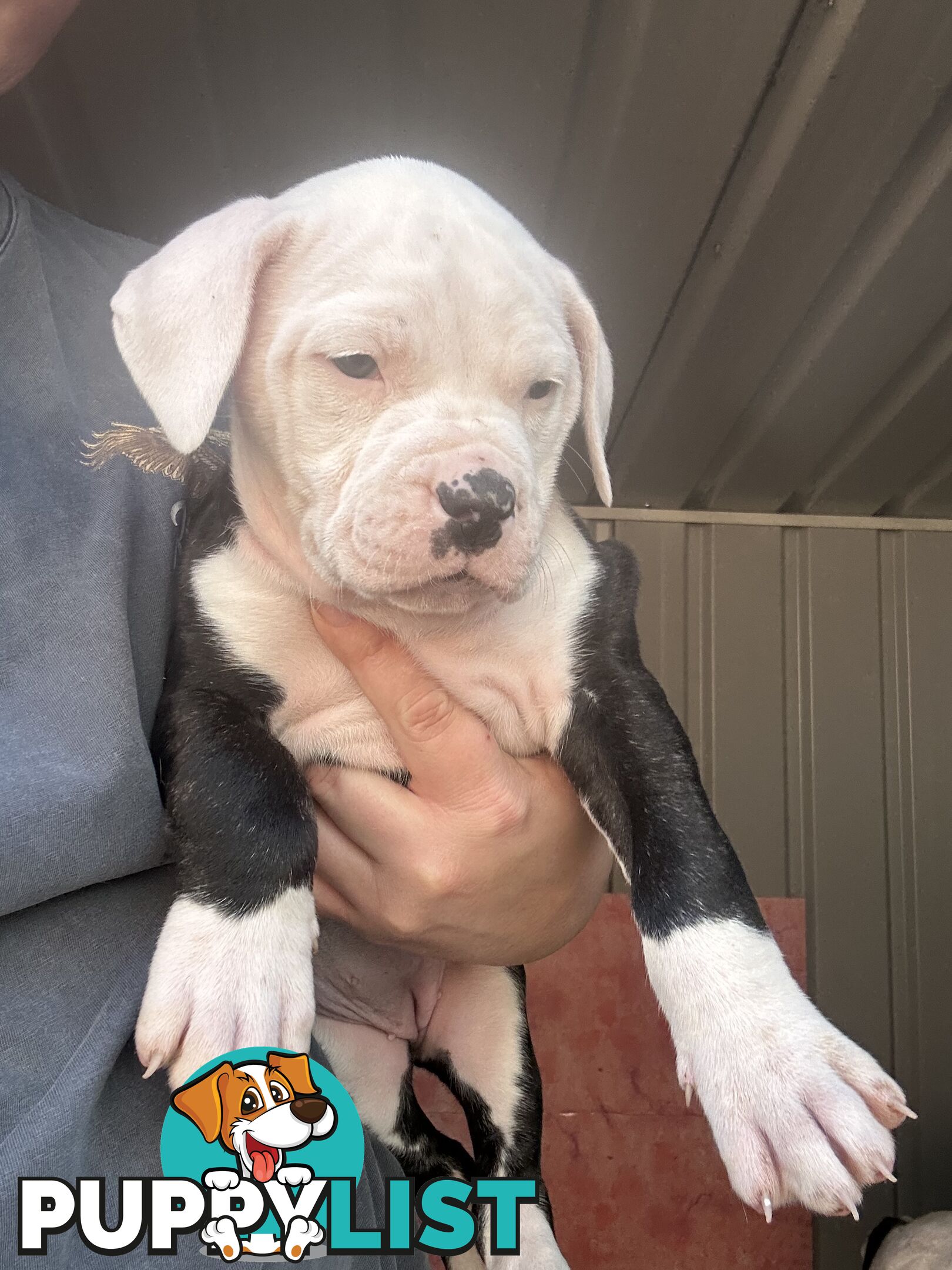American Bulldog puppies