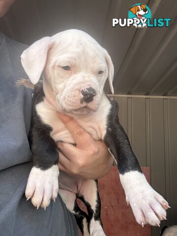 American Bulldog puppies