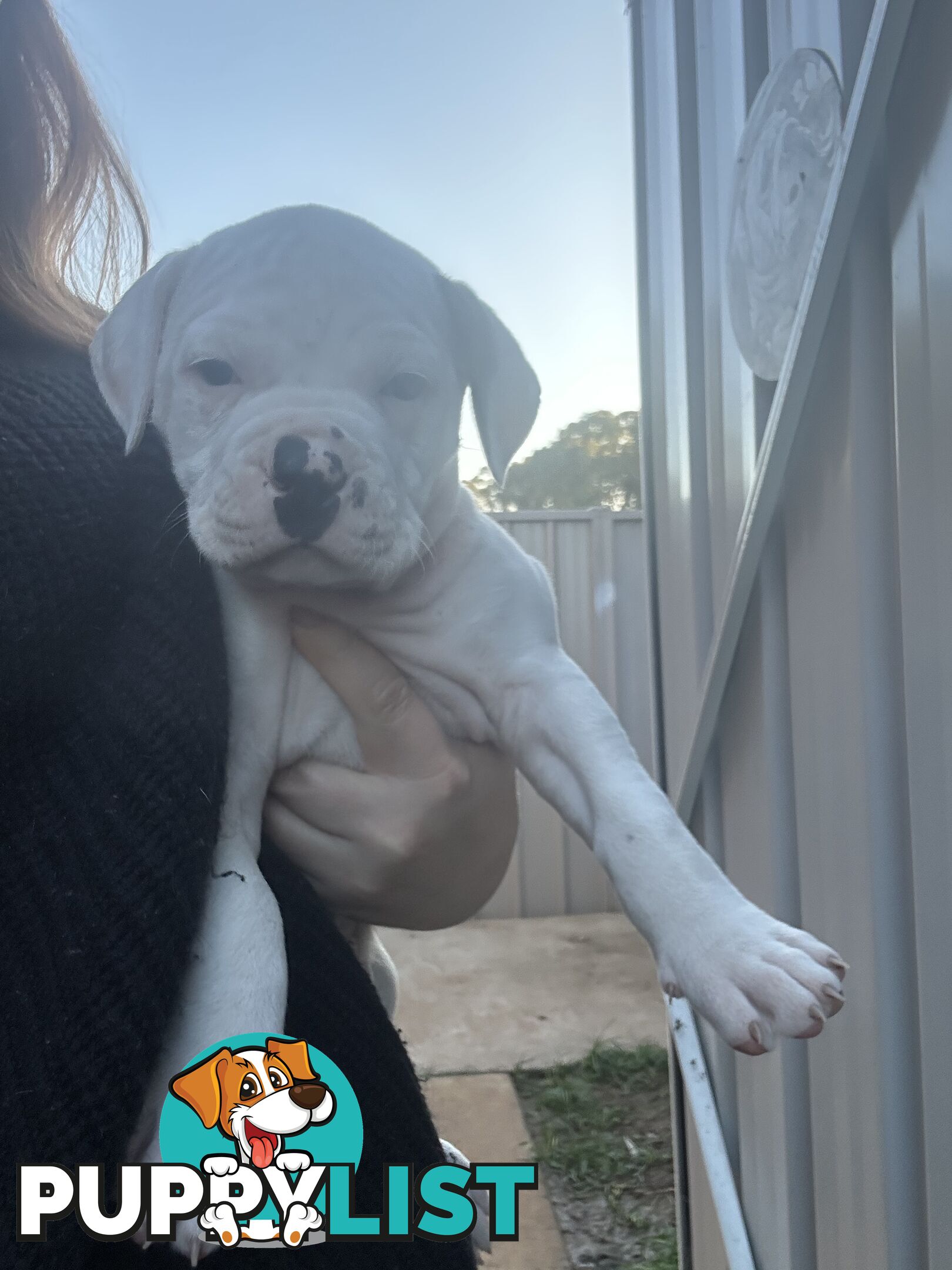 American Bulldog puppies