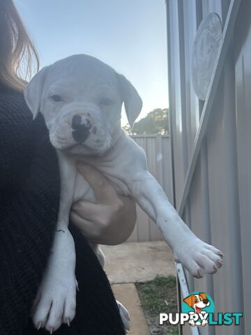 American Bulldog puppies