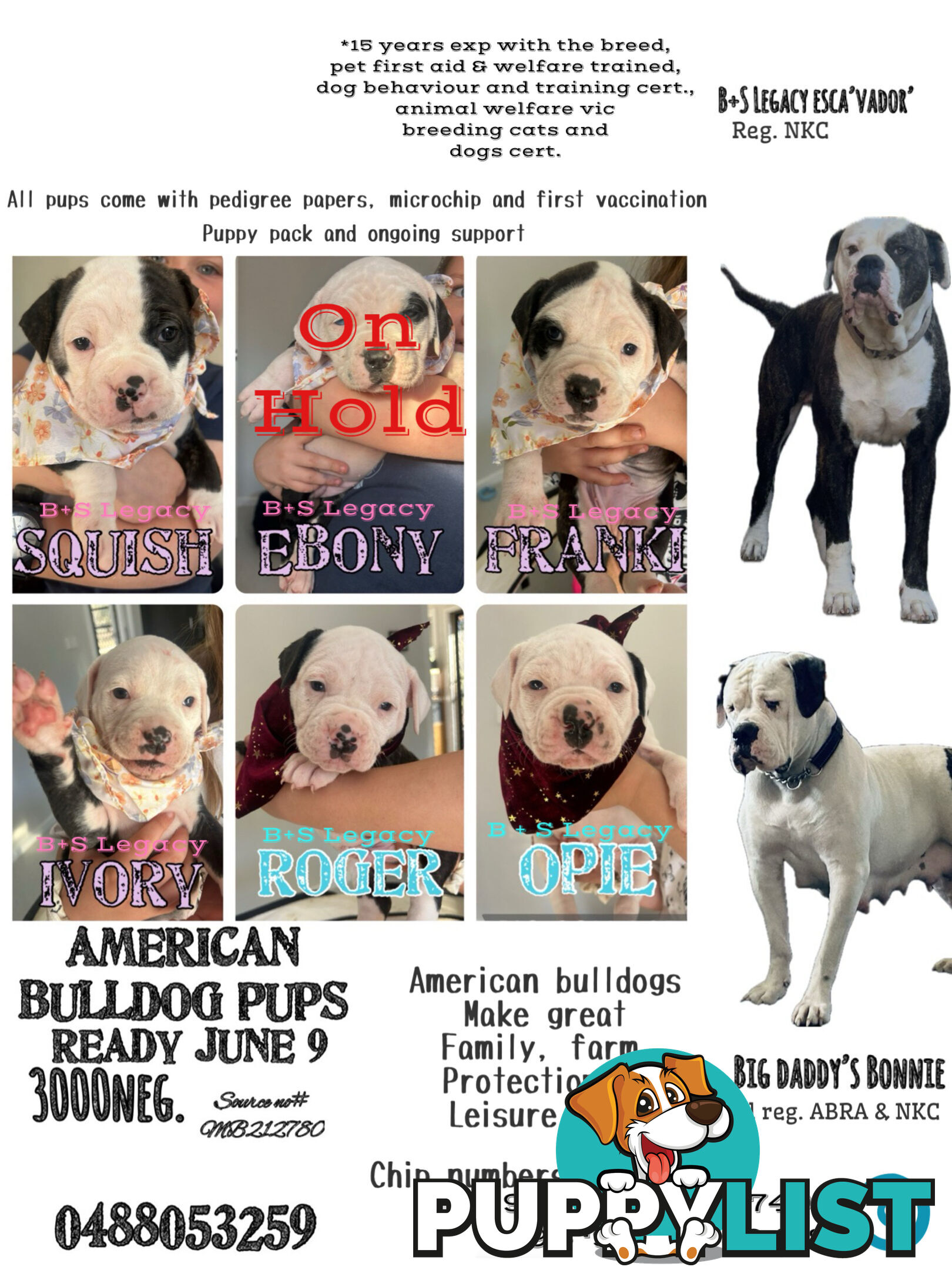 American Bulldog puppies