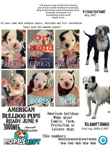 American Bulldog puppies
