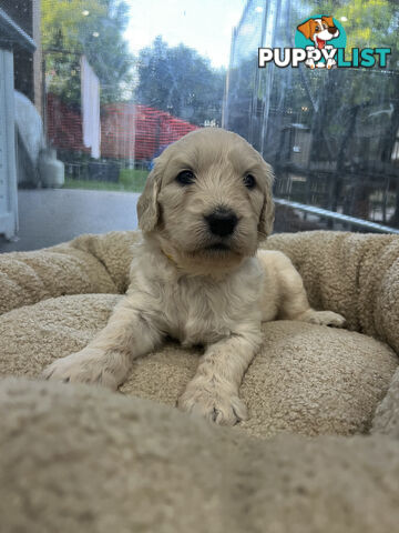 Groodle Puppies for Sale (x5 male & female)