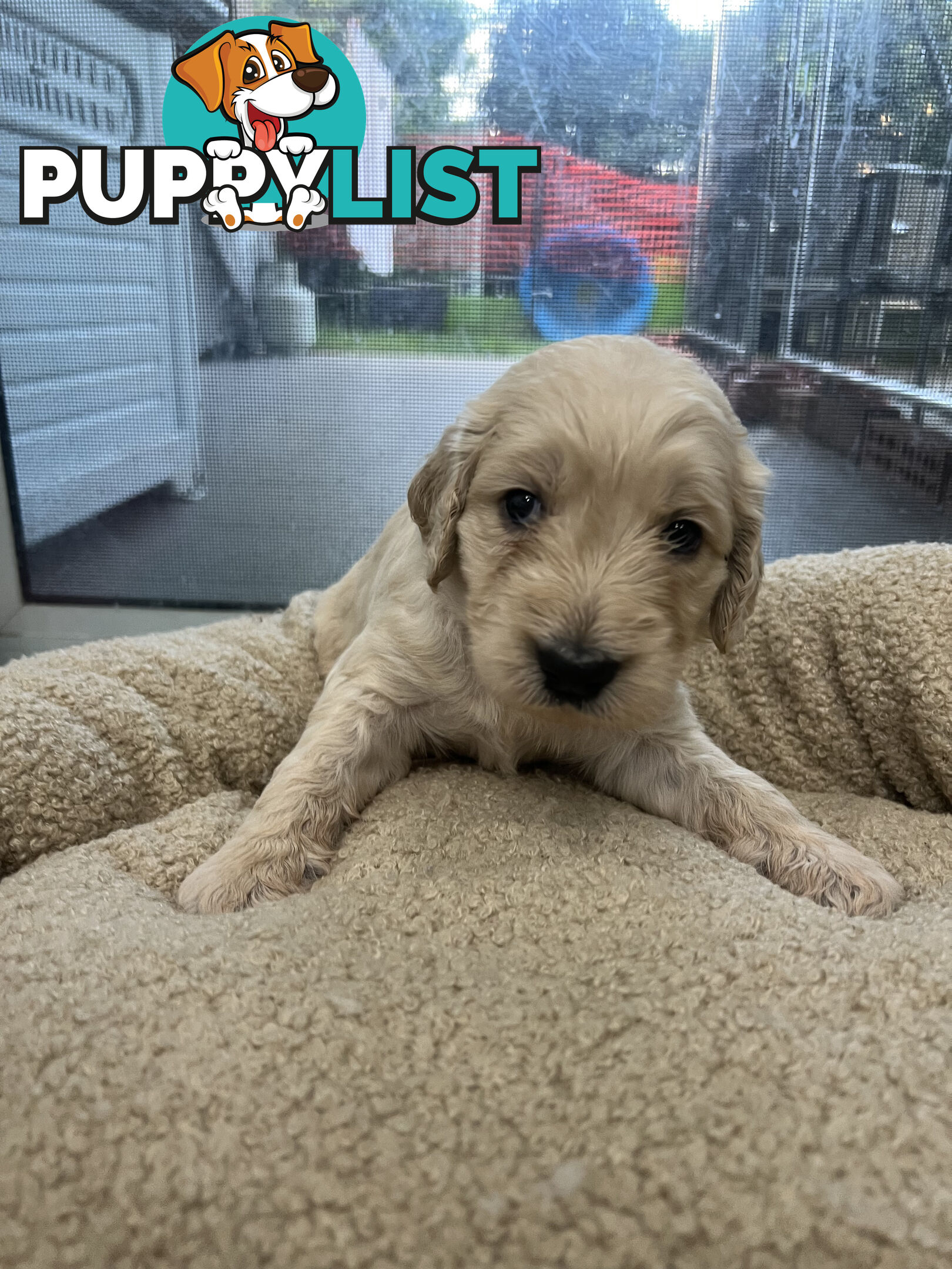 Groodle Puppies for Sale (x5 male & female)