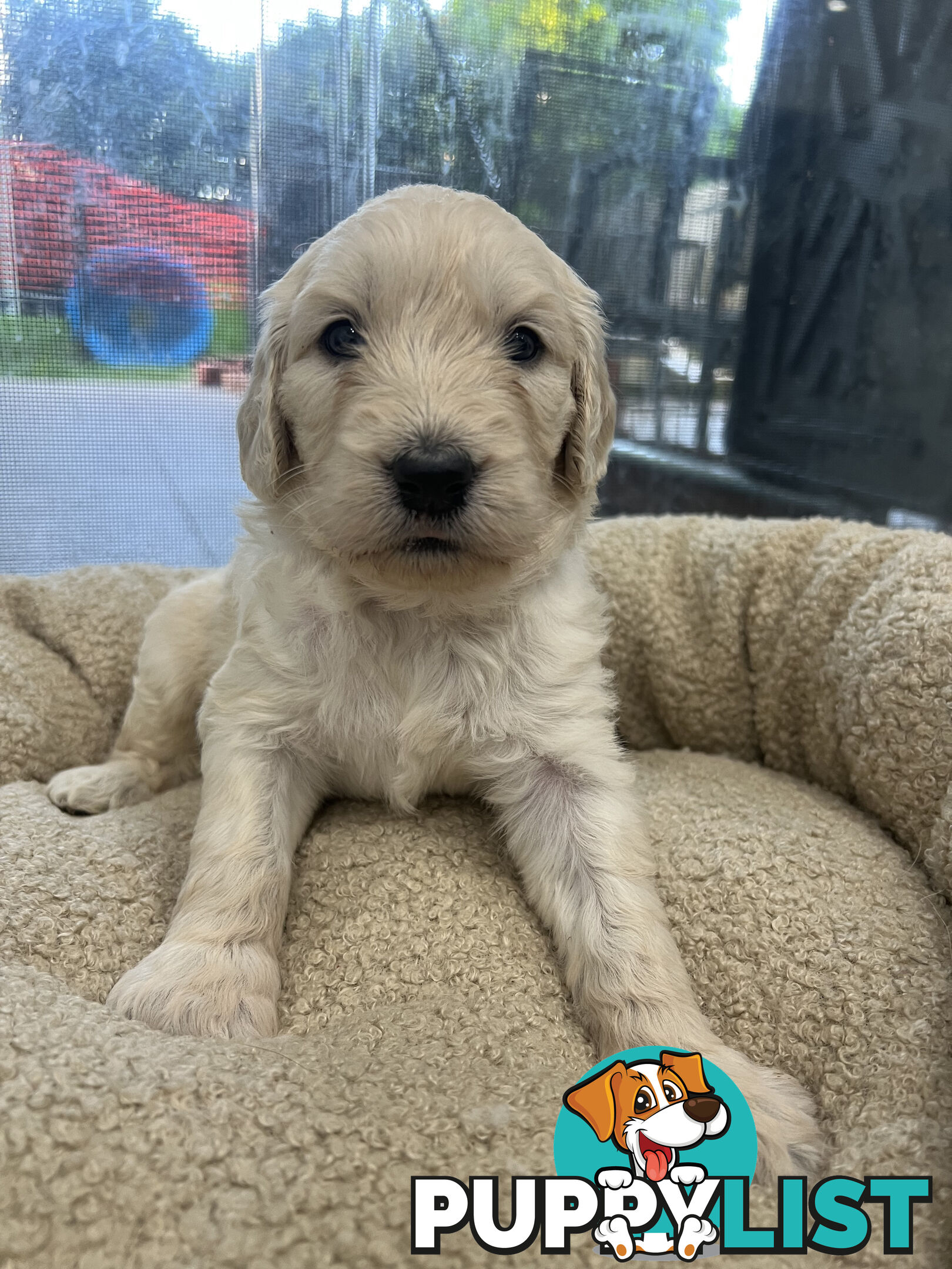 Groodle Puppies for Sale (x5 male & female)