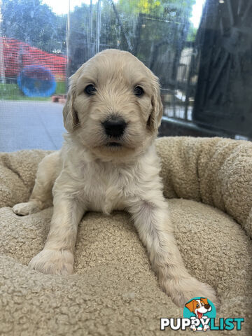 Groodle Puppies for Sale (x5 male & female)