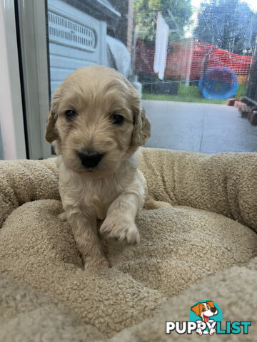 Groodle Puppies for Sale (x5 male & female)