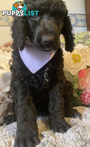 Stunning PUREBRED standard poodle puppies