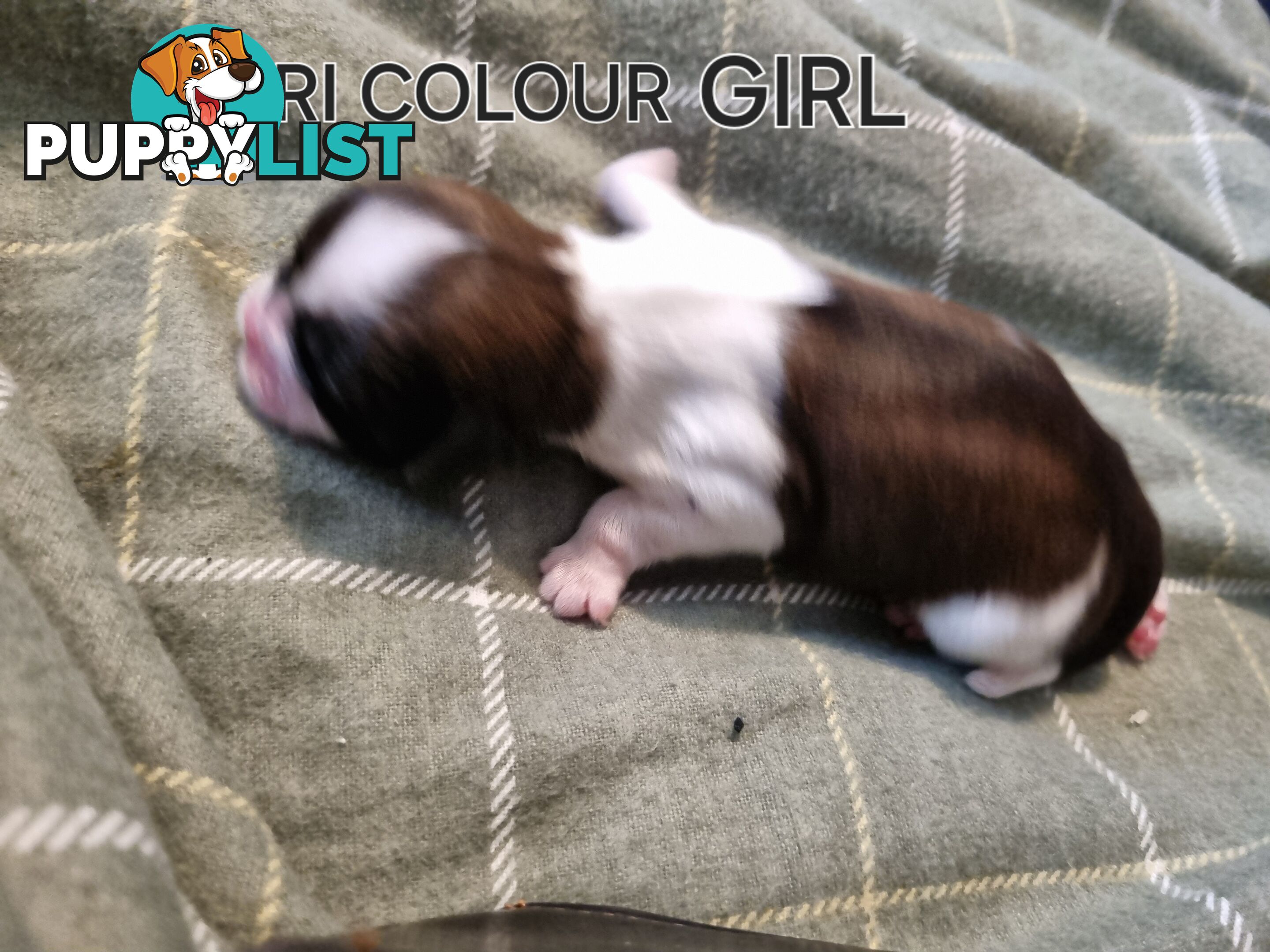 Purebred shih tzu puppies