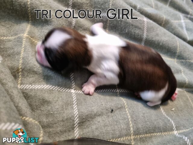 Purebred shih tzu puppies