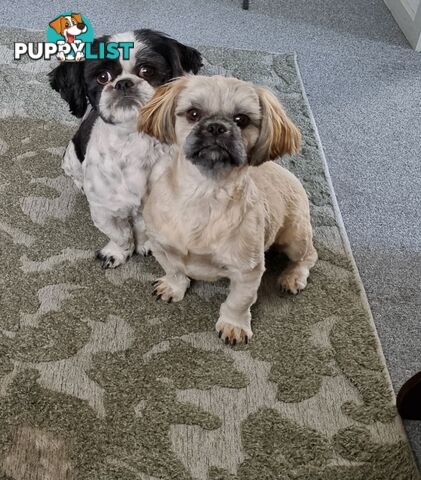Purebred shih tzu puppies