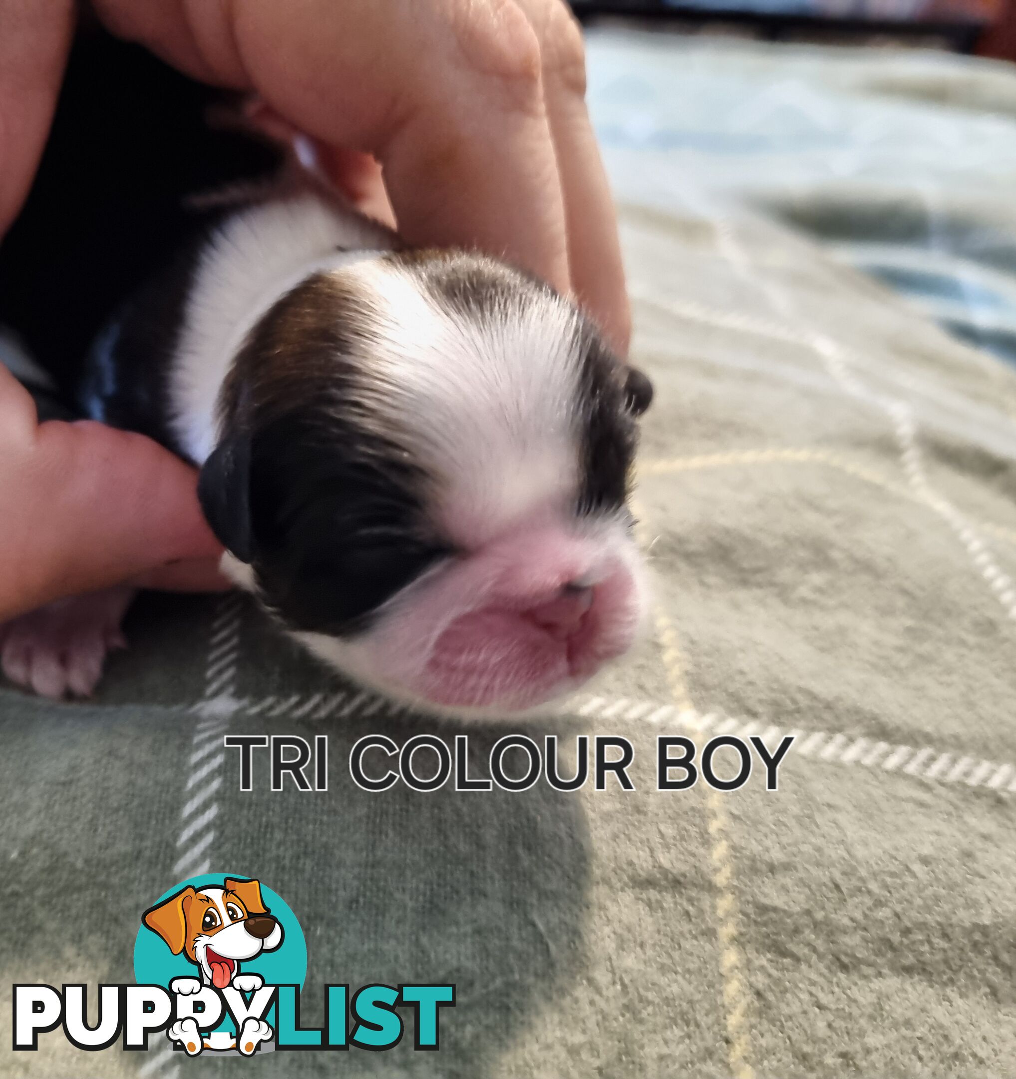 Purebred shih tzu puppies