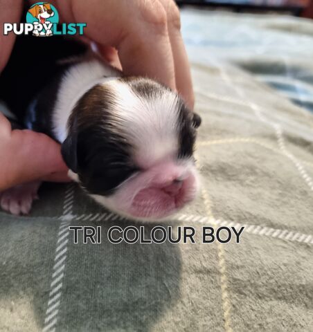 Purebred shih tzu puppies