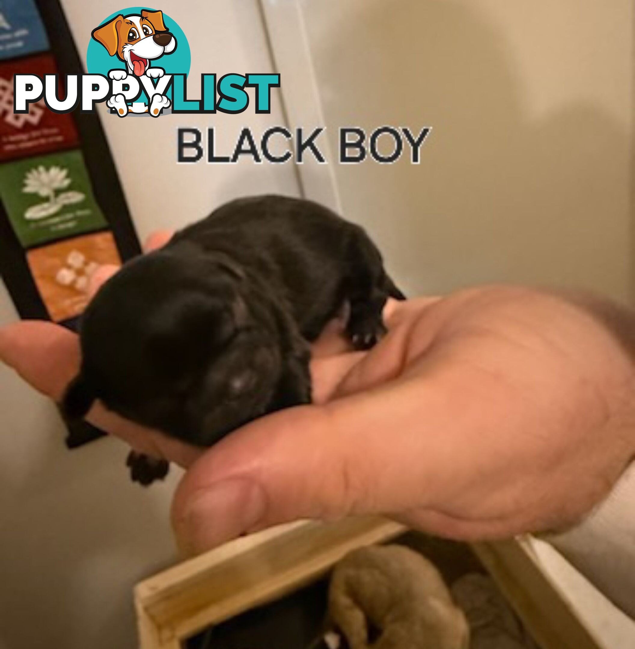 Purebred shih tzu puppies