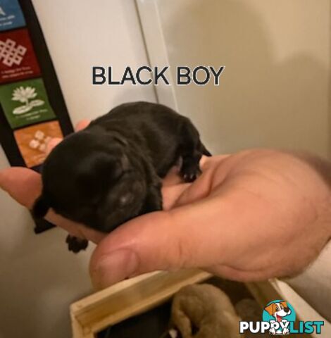 Purebred shih tzu puppies