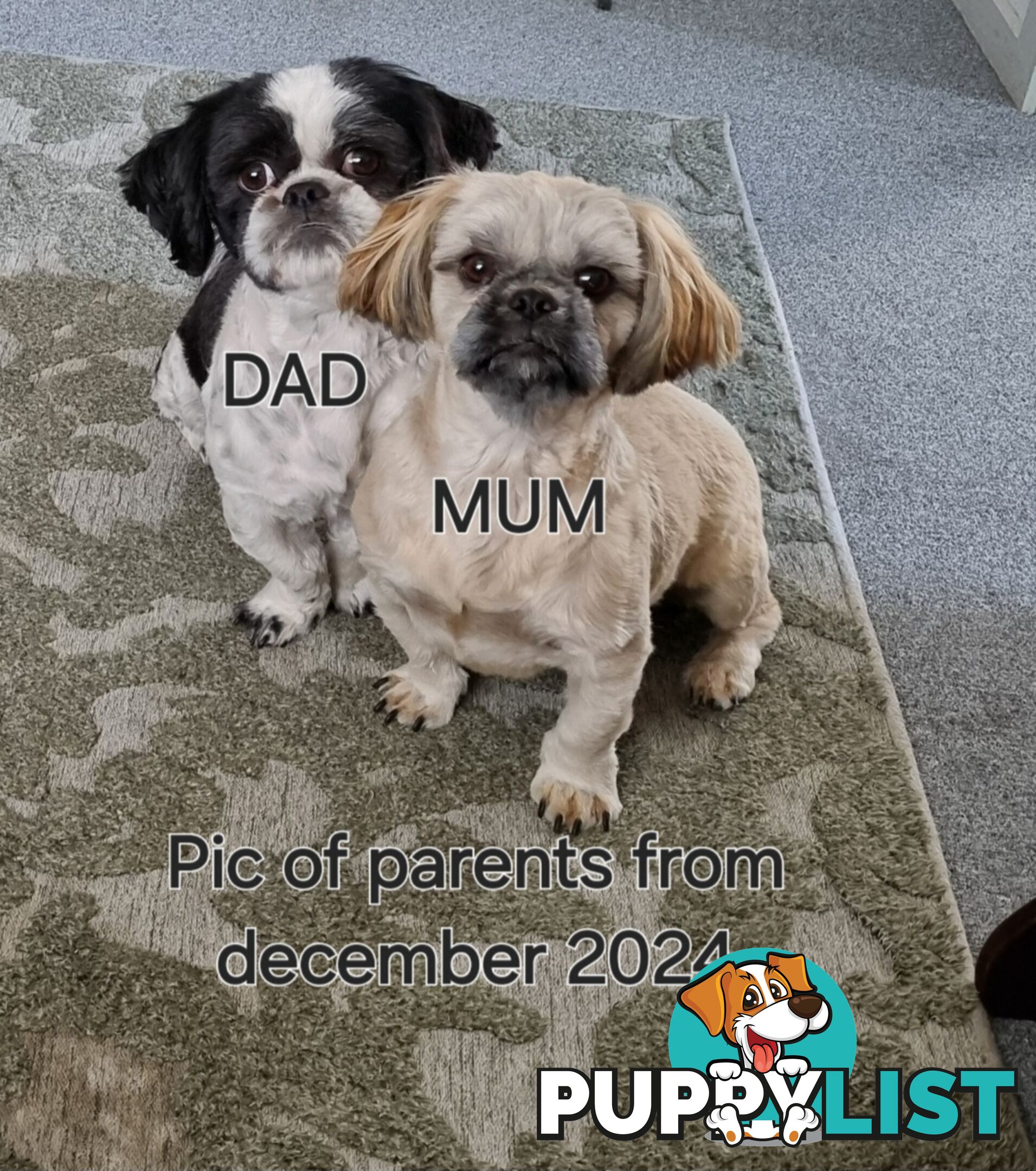 Purebred shih tzu puppies