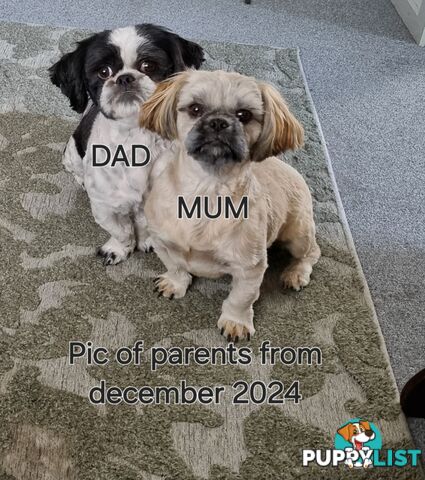 Purebred shih tzu puppies