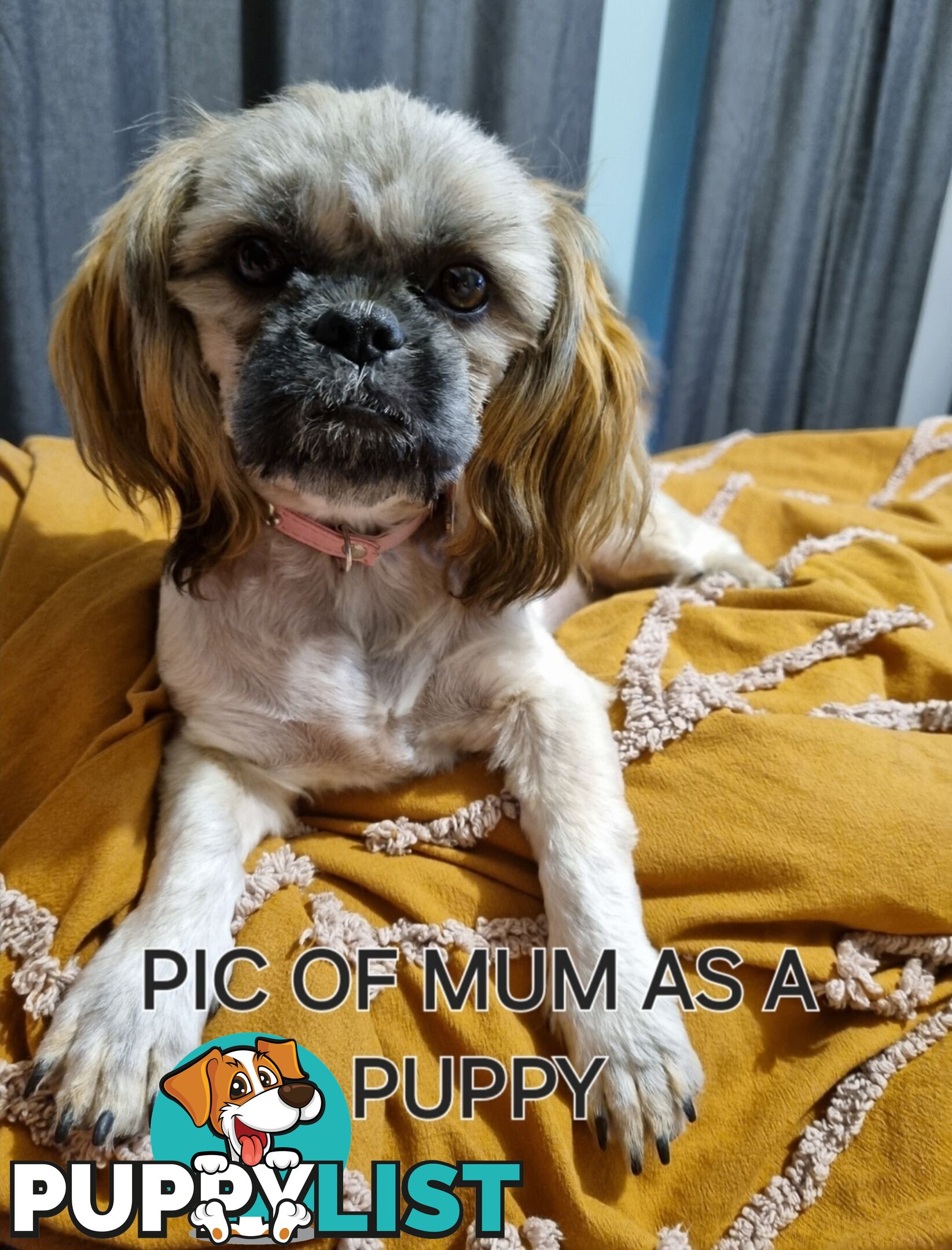 Purebred shih tzu puppies