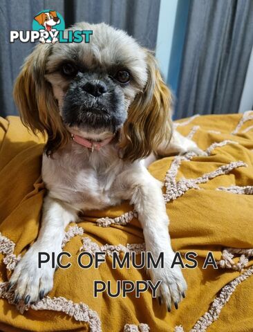 Purebred shih tzu puppies