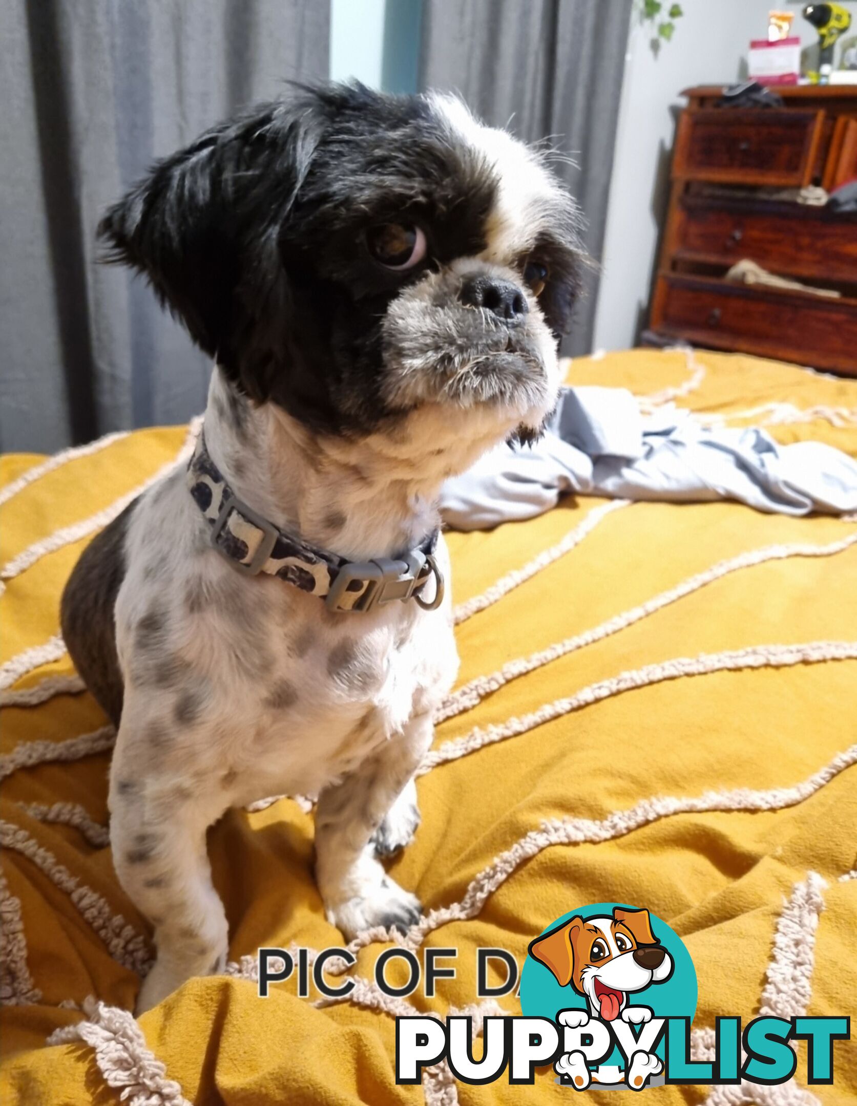 Purebred shih tzu puppies