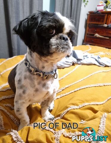 Purebred shih tzu puppies