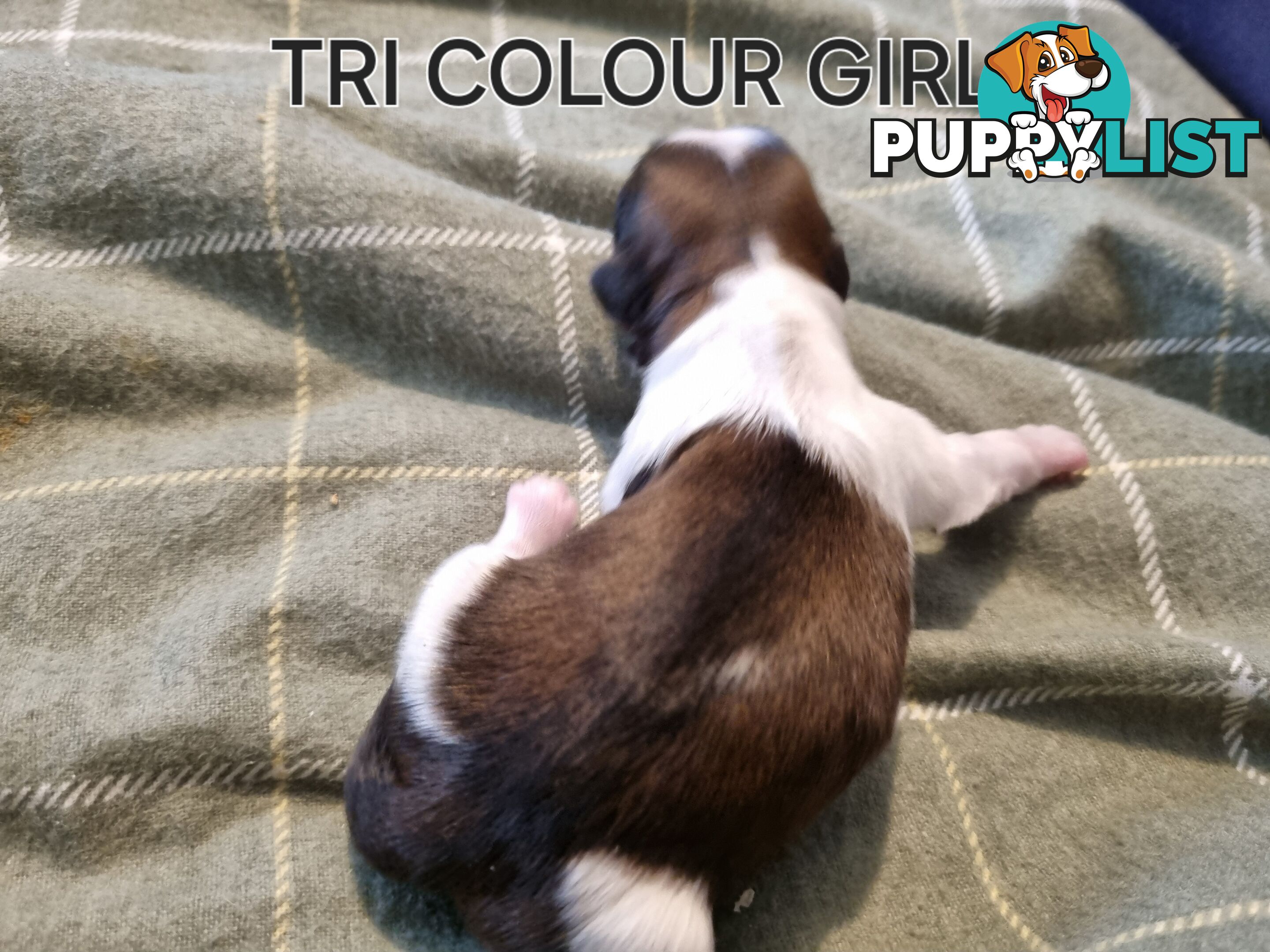 Purebred shih tzu puppies