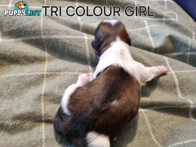 Purebred shih tzu puppies
