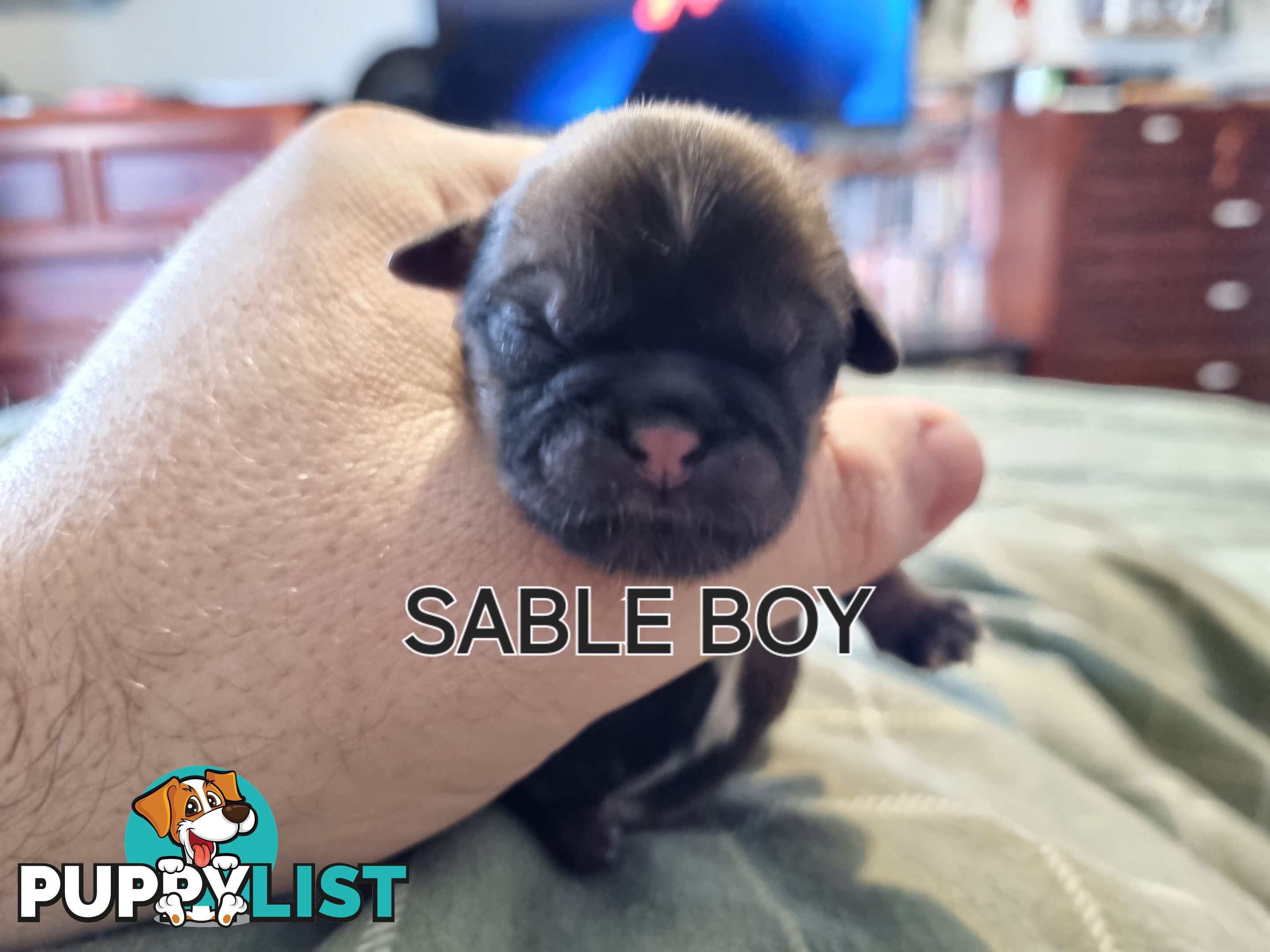 Purebred shih tzu puppies