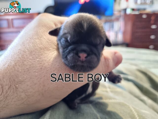 Purebred shih tzu puppies