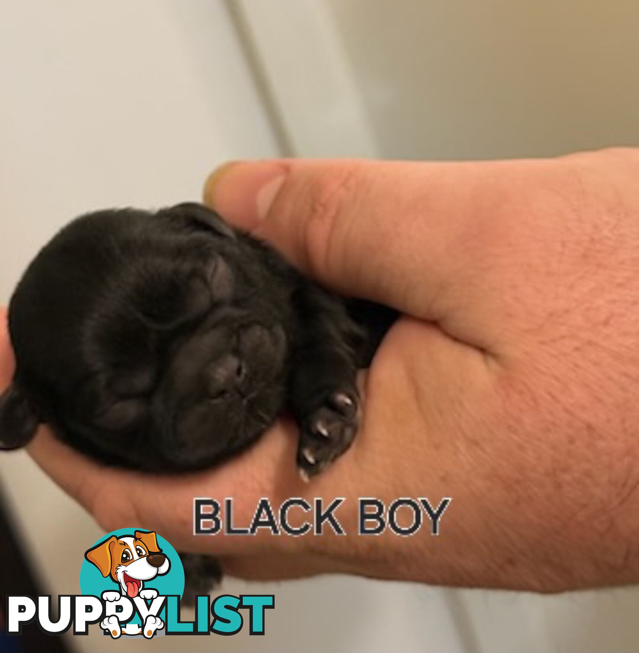 Purebred shih tzu puppies