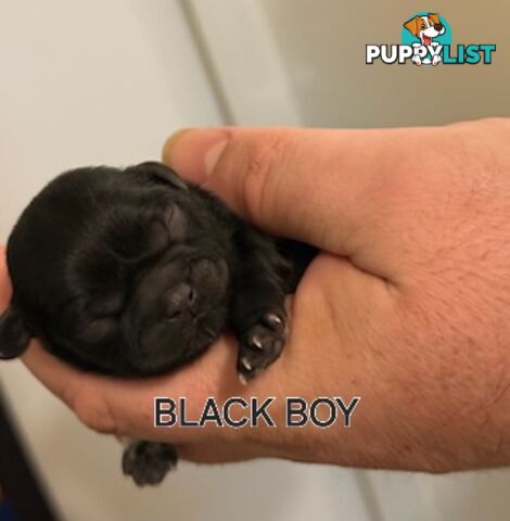 Purebred shih tzu puppies