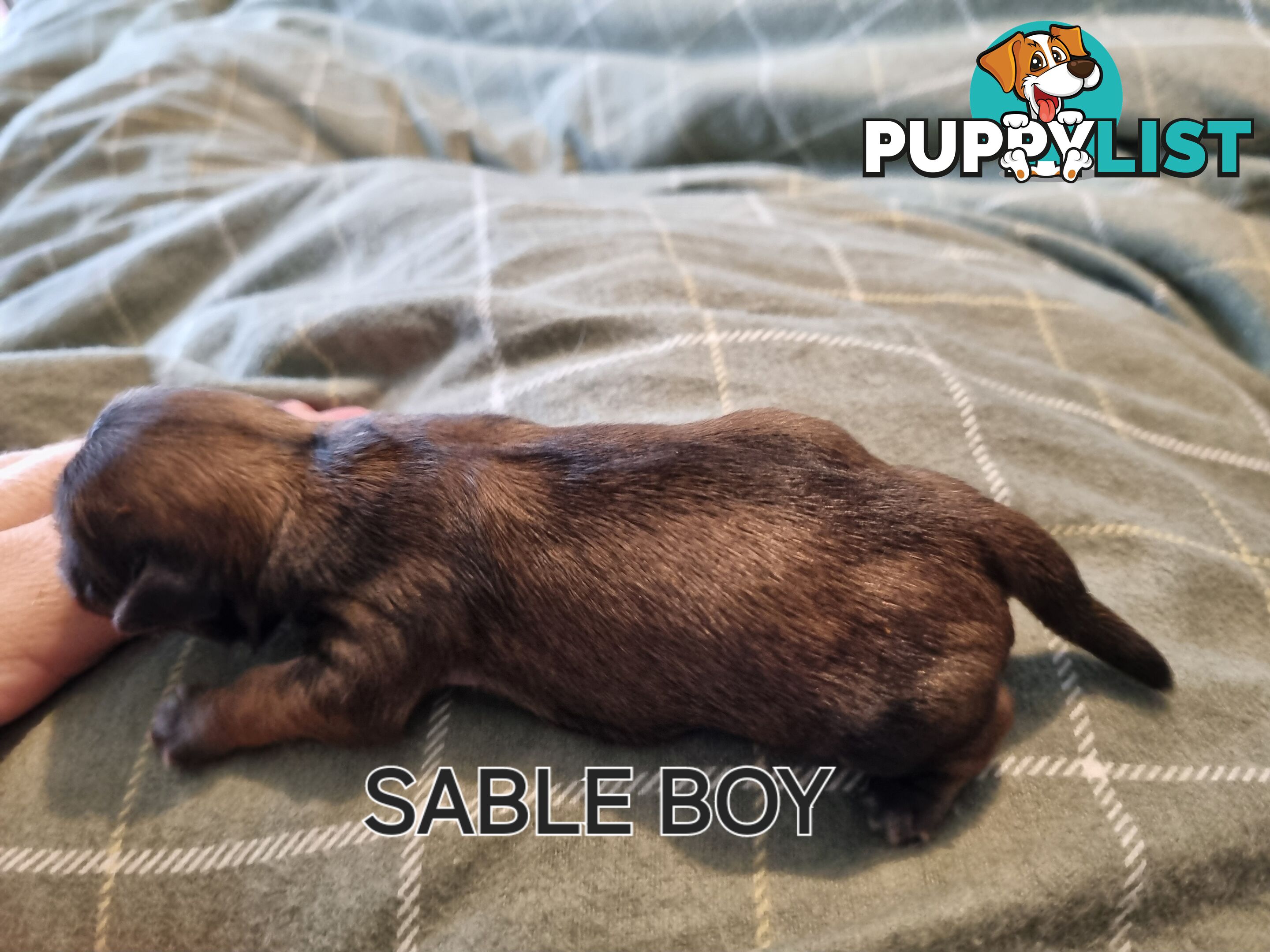 Purebred shih tzu puppies