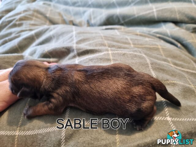 Purebred shih tzu puppies
