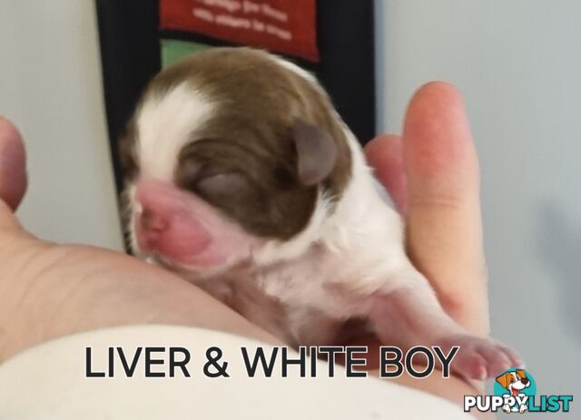 Purebred shih tzu puppies