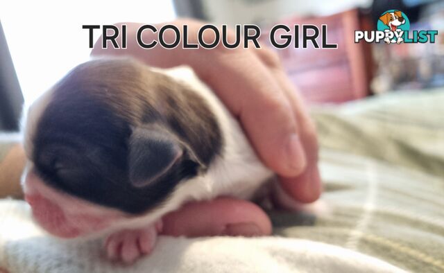 Purebred shih tzu puppies