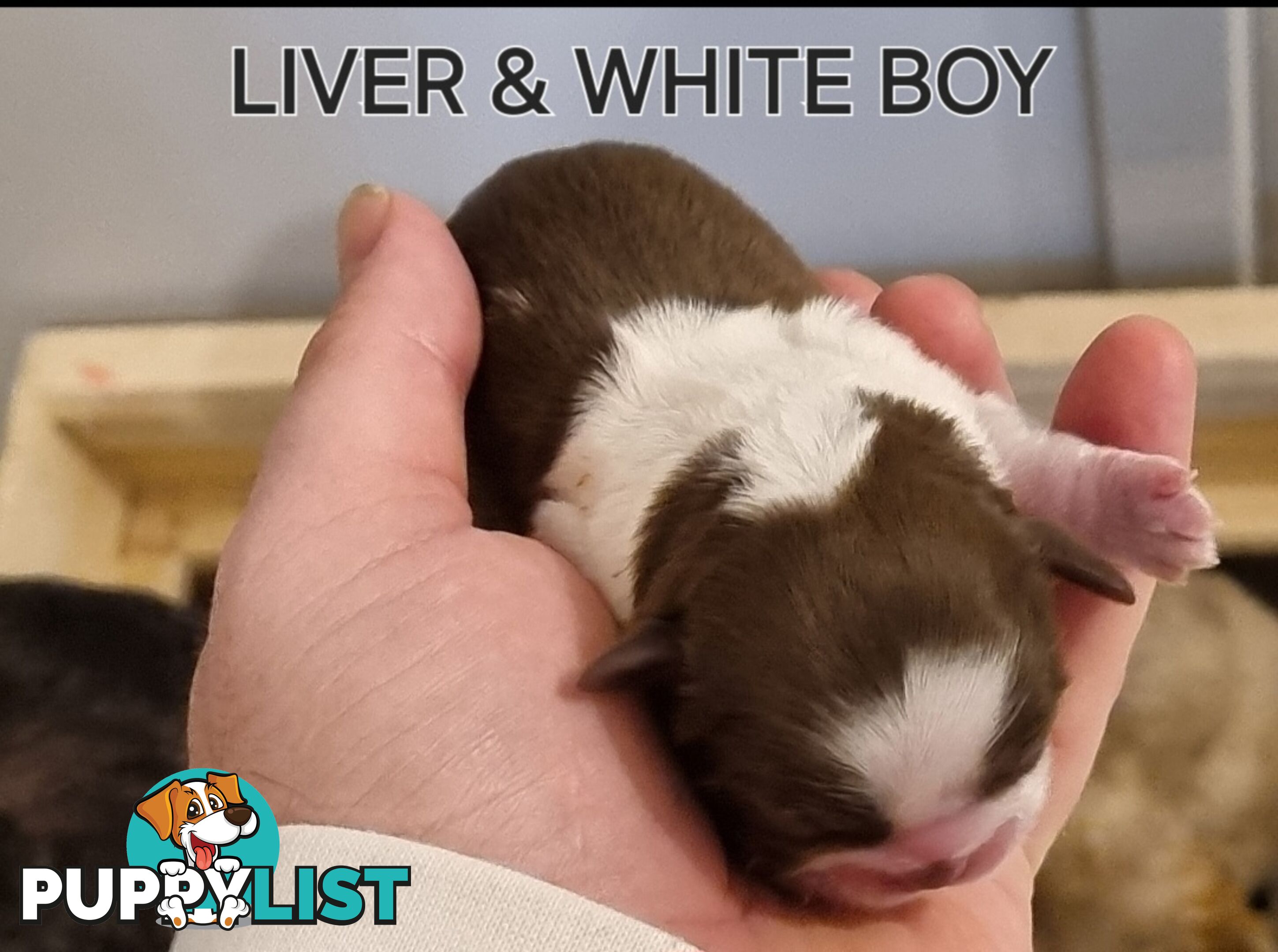 Purebred shih tzu puppies