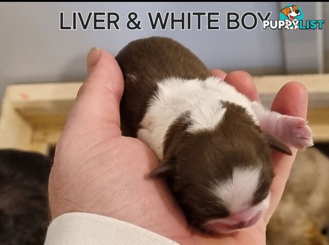 Purebred shih tzu puppies