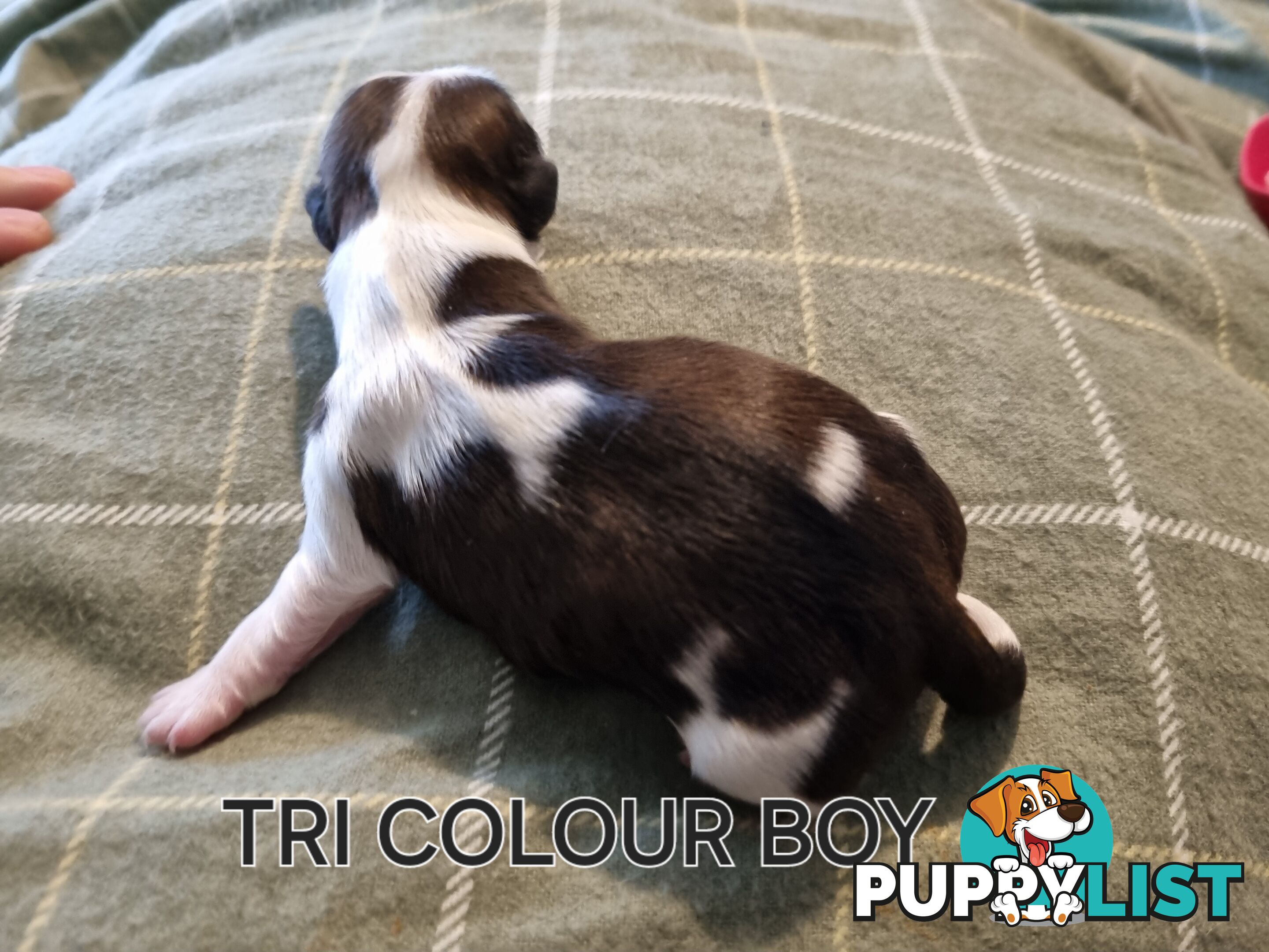 Purebred shih tzu puppies