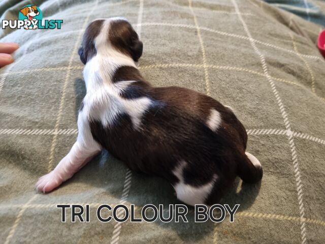 Purebred shih tzu puppies