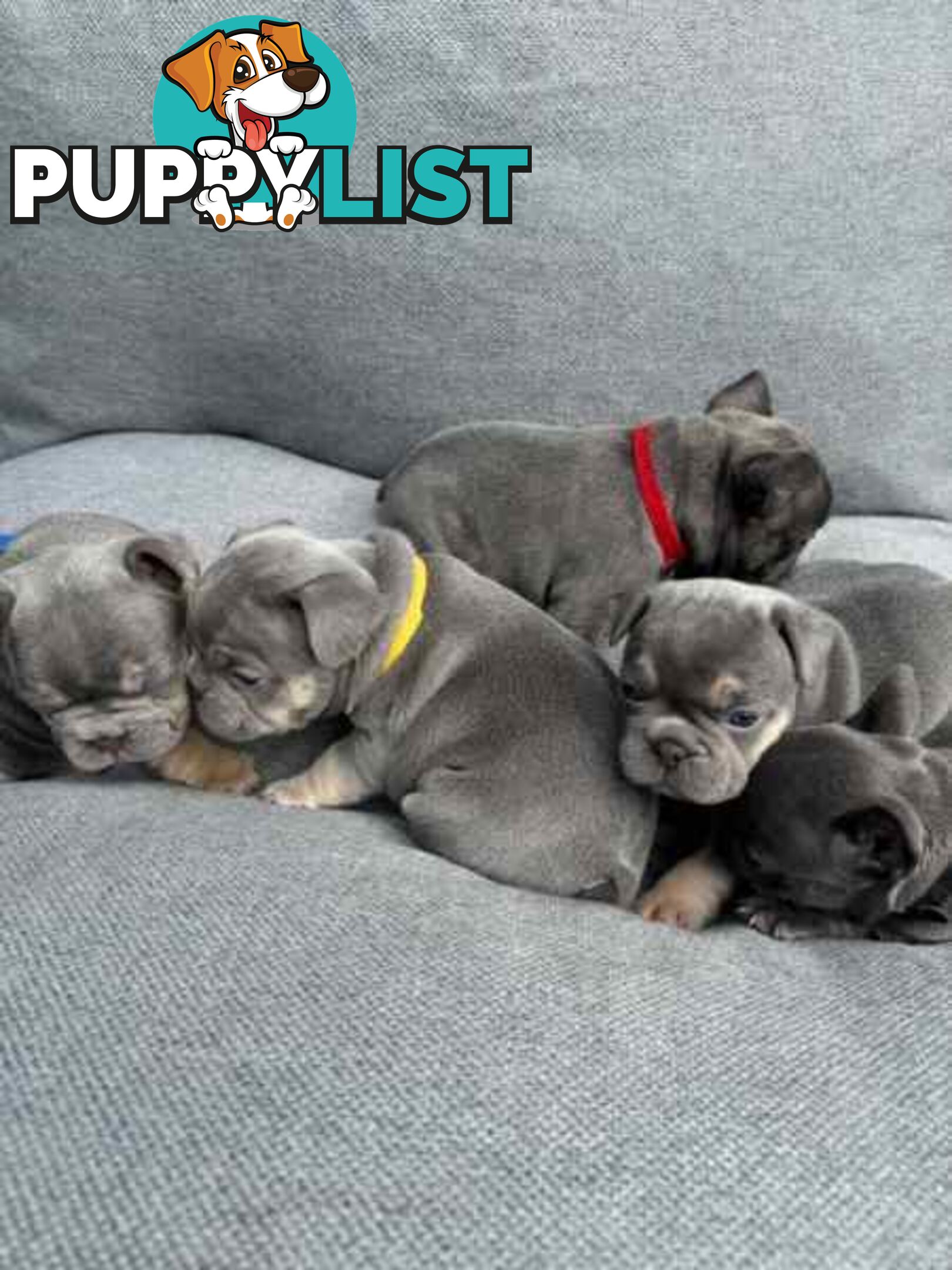 French bulldog puppies. Pure bread 5 beautiful girls  2 cute boys 💕