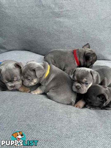 French bulldog puppies. Pure bread 5 beautiful girls  2 cute boys 💕