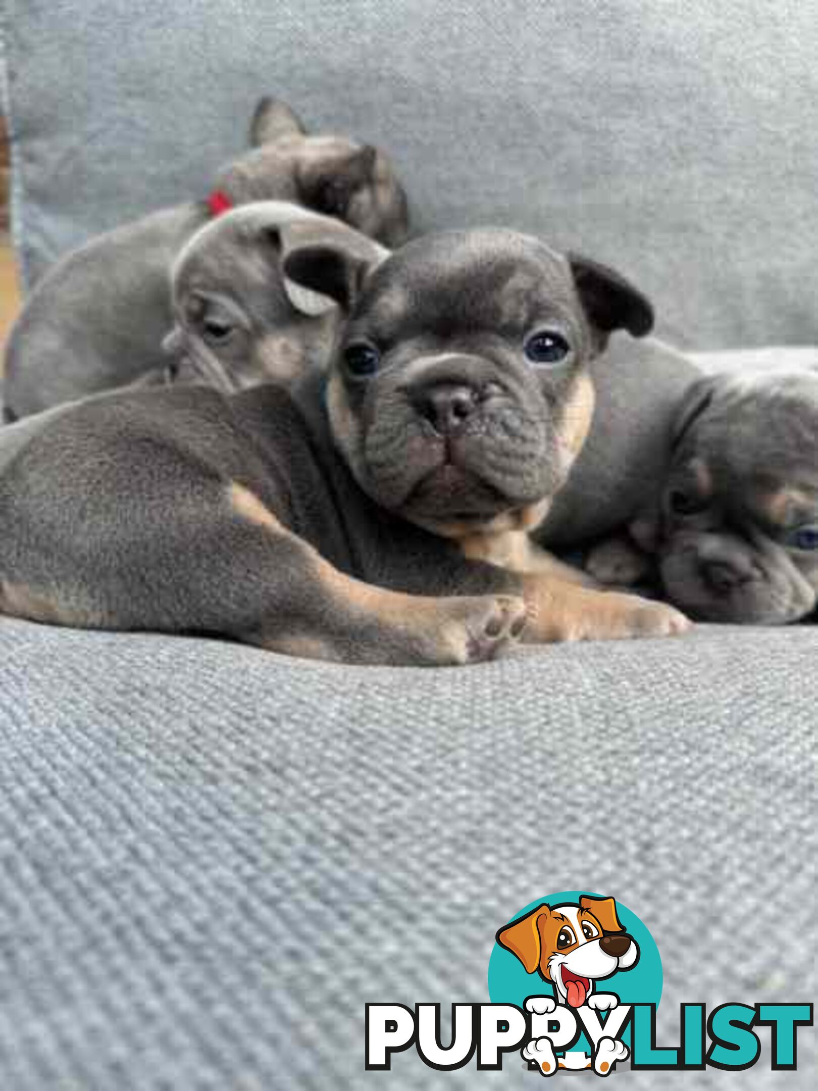 French bulldog puppies. Pure bread 5 beautiful girls  2 cute boys 💕