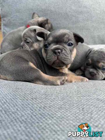 French bulldog puppies. Pure bread 5 beautiful girls  2 cute boys 💕