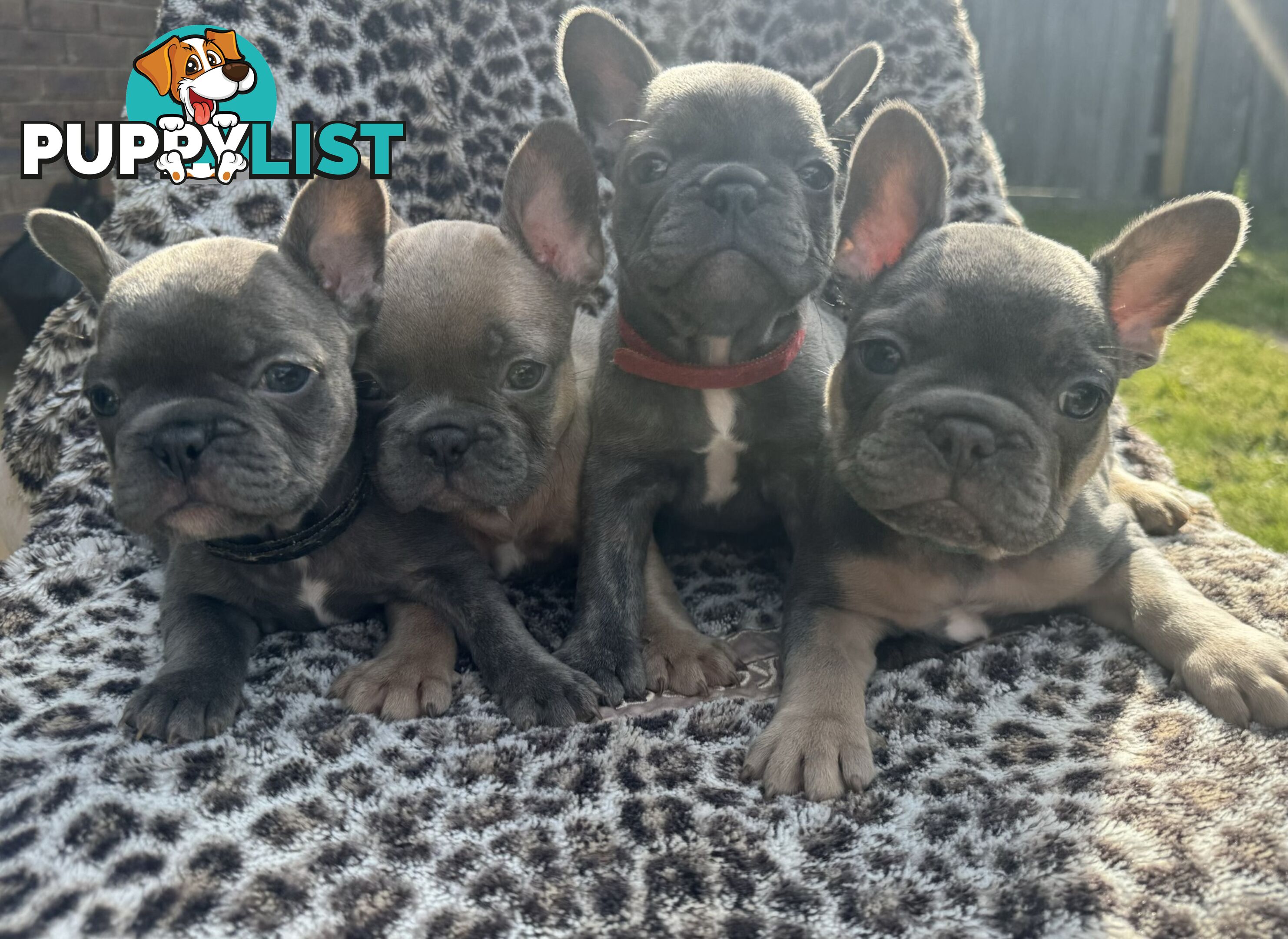 French bulldog puppies. Pure bread 5 beautiful girls  2 cute boys 💕