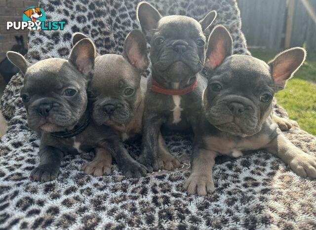 French bulldog puppies. Pure bread 5 beautiful girls  2 cute boys 💕