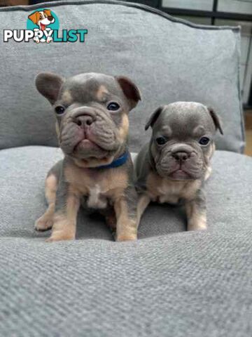 French bulldog puppies. Pure bread 5 beautiful girls  2 cute boys 💕