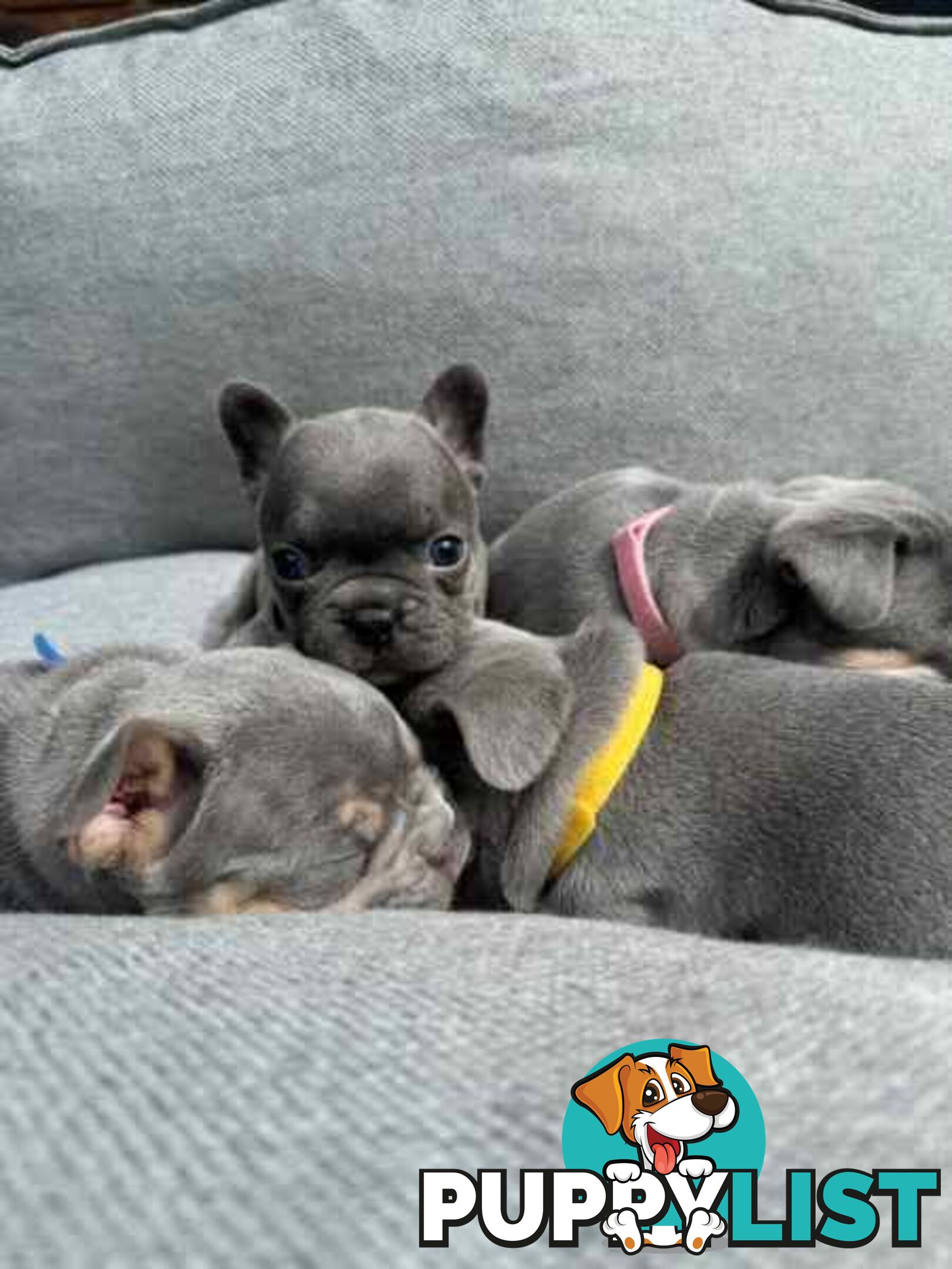 French bulldog puppies. Pure bread 5 beautiful girls  2 cute boys 💕