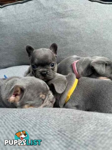 French bulldog puppies. Pure bread 5 beautiful girls  2 cute boys 💕